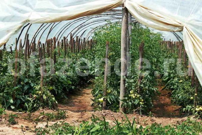 Rastúce paradajky v skleníku. Ilustrácie pre článok je určený pre štandardné licencie © ofazende.ru