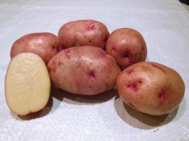 7 najlepších odrôd zemiakov