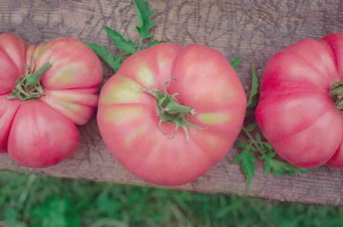 Ružové paradajky. Ilustrácie pre článok je určený pre štandardné licencie © ofazende.ru