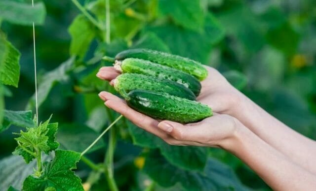 Grow chutné uhorky: tajomstvo skúsených záhradníkov