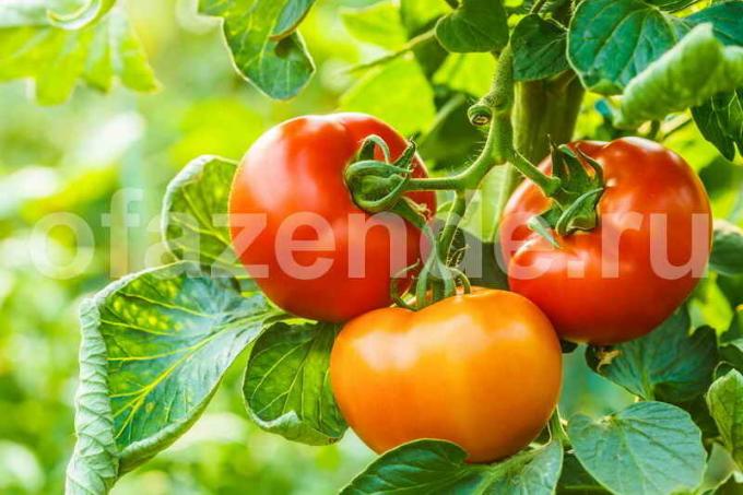 Pestovanie paradajok v skleníku (Fotografia použitá podľa štandardného licencie © ofazende.ru)