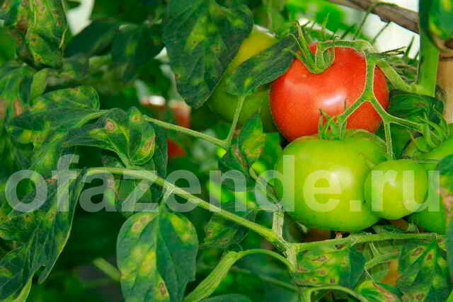 Žlté listy paradajky. Ilustrácie pre článok je určený pre štandardné licencie © ofazende.ru