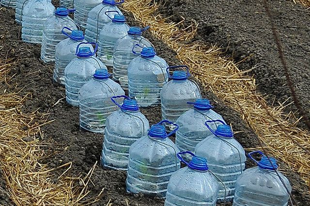 Fotografie 5-litrových fliaš užitočných v záhrade