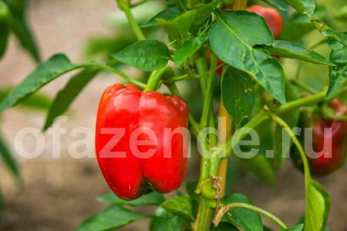 Hlavné chyby pri pestovaní papriky zeleninovej