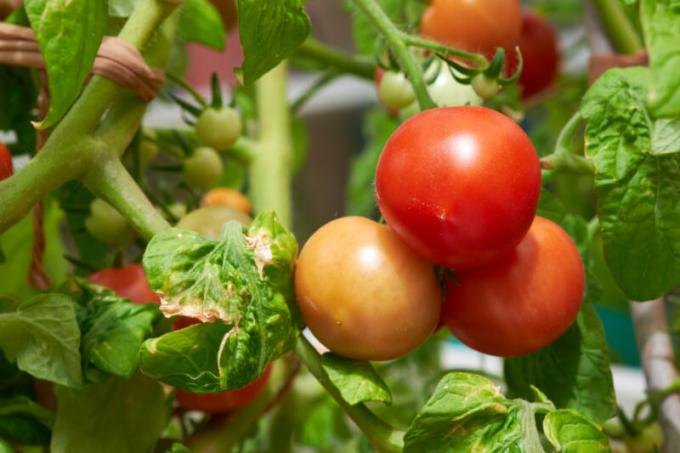"Rusty" Brown-hnedé škvrny na listoch paradajok povedať, že výsadba naliehavo potrebujú účinnú pomoc. Ilustrácie pre článok je určený pre štandardné licencie © ofazende.com