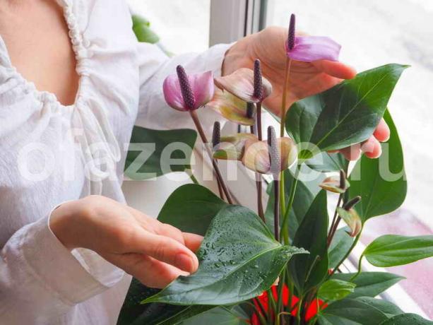 Pestovanie izbových rastlín. Ilustrácie pre článok je určený pre štandardné licencie © ofazende.ru