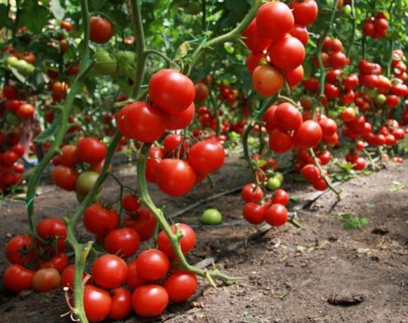Ako sa dostať na dobrú úrodu paradajok