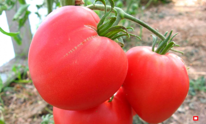 Prehľad 4 odrody najchladnejšie a poddajný, čoskoro vysoký paradajka na otvorenom poli a v skleníkoch