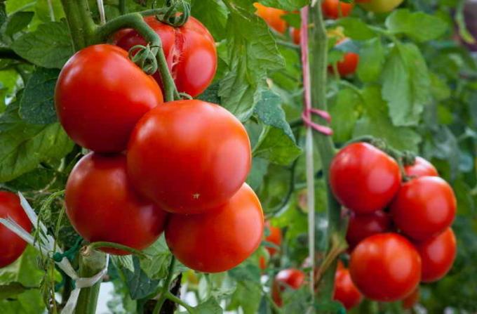 Dva vedierka s každej rastliny, alebo, ako dosiahnuť vysoké výťažky paradajok