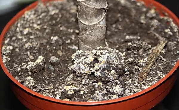 Biela huba v kvetináčoch: kde robí a ako sa zbaviť