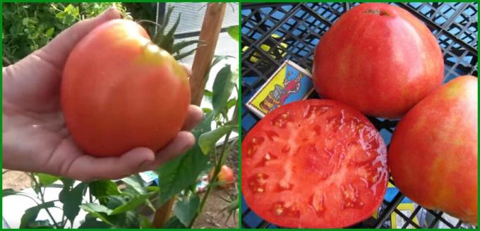 5 Najlepšie-poddajný a produktívne odrody paradajok rast v skleníku a na poli za rok 2020