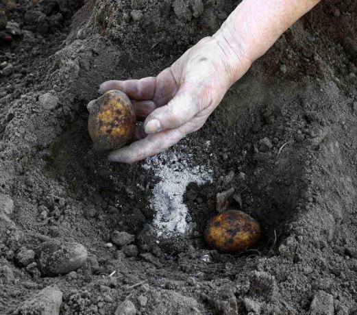 Prídavok popola pri pestovaní zemiakov. Ilustrácie pre článok je určený pre štandardné licencie © ofazende.ru