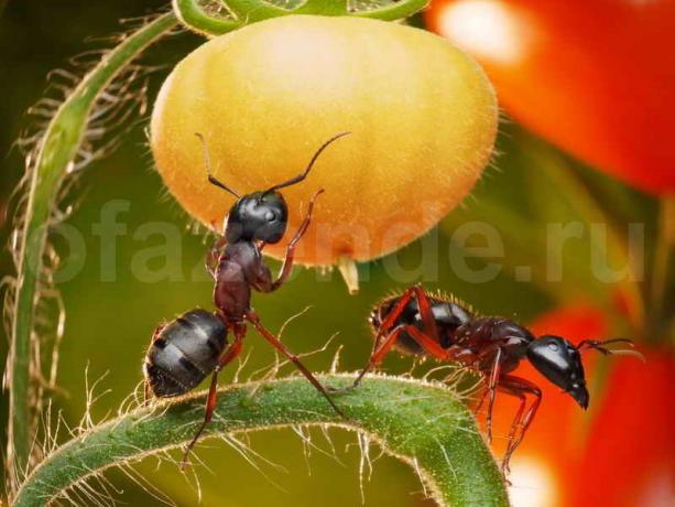 Ako sa zbaviť mravcov. Ilustrácie pre článok je určený pre štandardné licencie © ofazende.ru