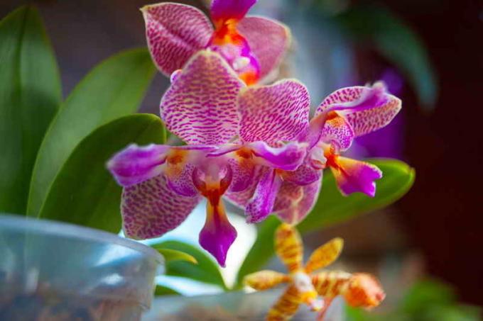 Kvitnúce orchidey. Ilustrácie pre článok je určený pre štandardné licencie © ofazende.ru