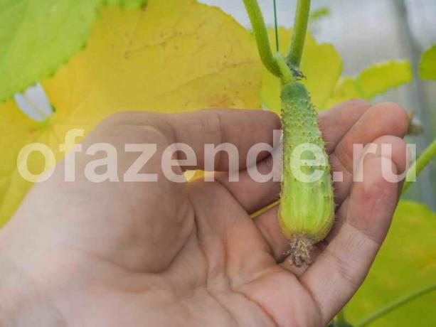  Pestovanie uhoriek. Ilustrácie pre článok je určený pre štandardné licencie © ofazende.ru