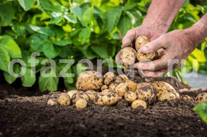 pestovanie zemiakov. Ilustrácie pre článok je určený pre štandardné licencie © ofazende.ru