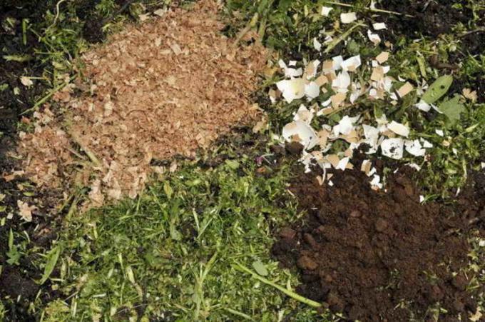 Vaječné škrupiny lepšie začlenené do pôdy kopať na jeseň, spolu s inými hnojivami