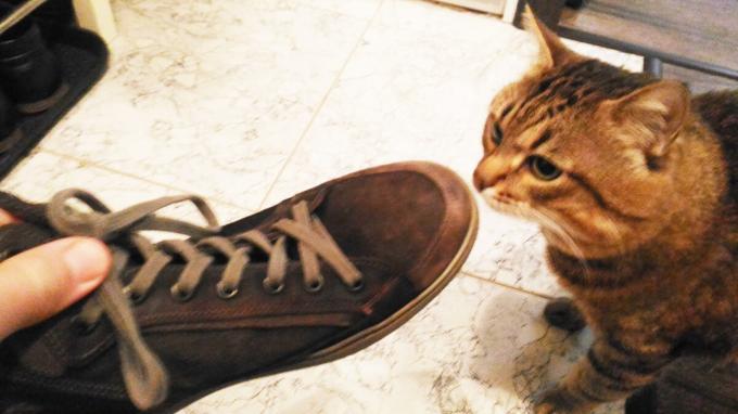 Prijatie topánky moja mačka.