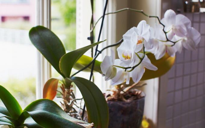Cesnak - spása pre orchidey