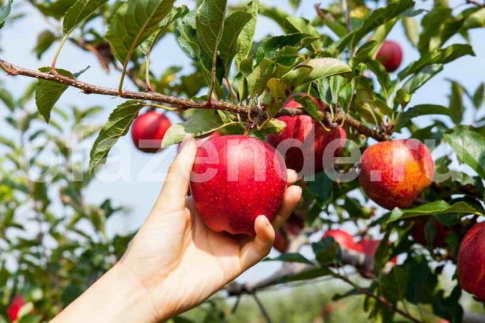 Pestovanie jabloní. Ilustrácie pre článok je určený pre štandardné licencie © ofazende.ru