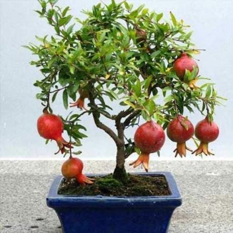 Granátového jablka je vhodný pre pestovanie bonsajov techniku