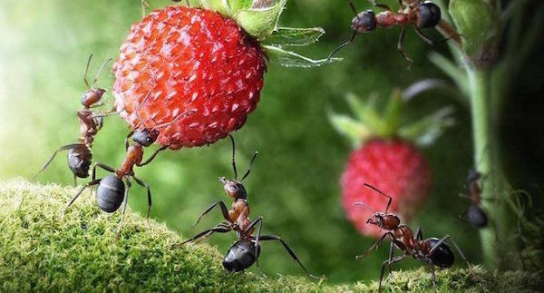 Mravce na mieste: ujma alebo prospech?