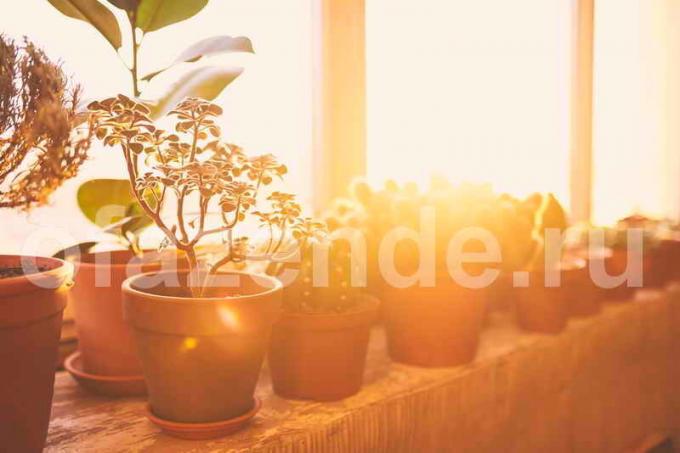 Črepníkové rastliny na balkón. Ilustrácie pre článok je určený pre štandardné licencie © ofazende.ru