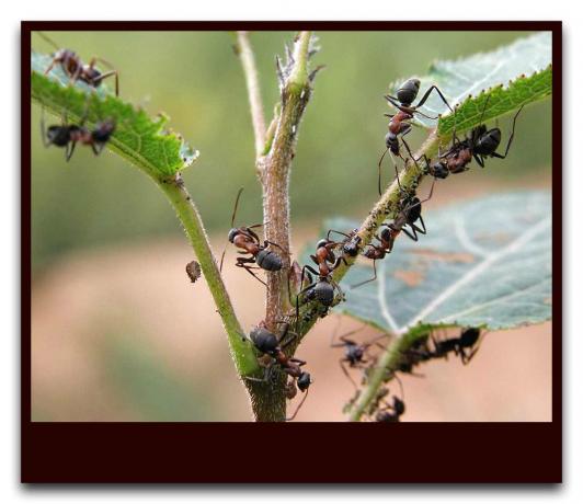 Mravce chráni vošky