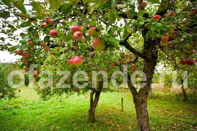 Starostlivosť o jablone. Ilustrácie pre článok je určený pre štandardné licencie © ofazende.ru