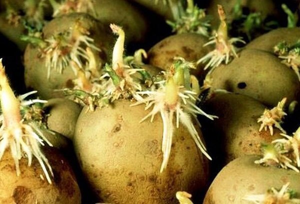 Riadna príprava pred výsadbou zemiakov, ktorý bude poskytovať bohatú úrodu