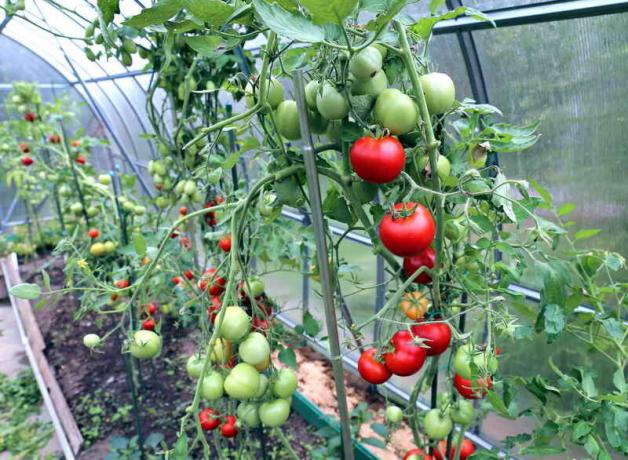Starostlivosť pre paradajky v skleníku (Fotografia použitá podľa štandardného licencie © ofazende.ru)