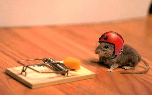 Ako sa zbaviť myší v krajine: lacné, ale účinný spôsob,