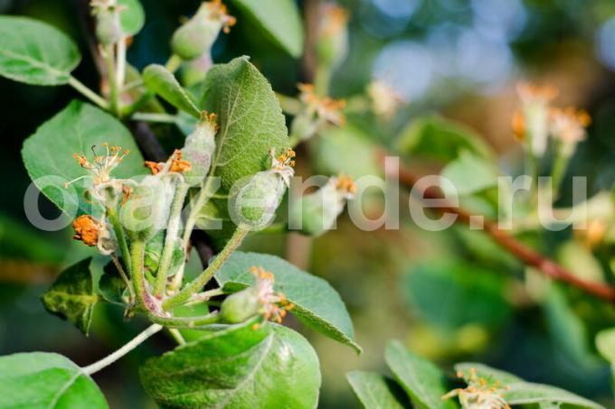 Pestovanie jabloní. Ilustrácie pre článok je určený pre štandardné licencie © ofazende.ruVy pestovateľské jablko? 