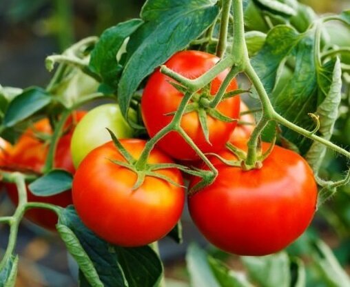 Ako rozšíriť plodov paradajok v auguste