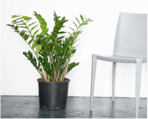 Zamioculcas - rastlina, ktorá vyzerá v pohode v interiéri. Ilustrácie k článku prevzaté z internetu
