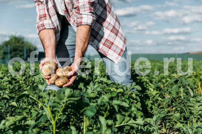 Pestovanie zemiakov v slamy. Ilustrácie pre článok je určený pre štandardné licencie © ofazende.ru