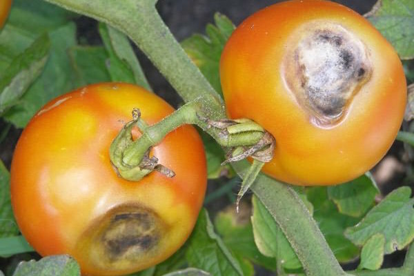 Brown-hnedé škvrny na listoch paradajok: čo to je a ako bojovať