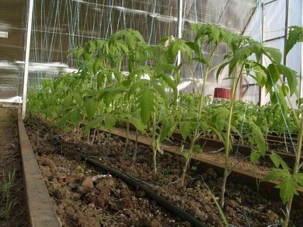 Ako sa chrániť úrodu v skleníku od škodcov a chorôb