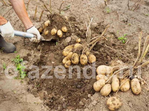 Vynikajúci zber zemiakov metódou Balabanov