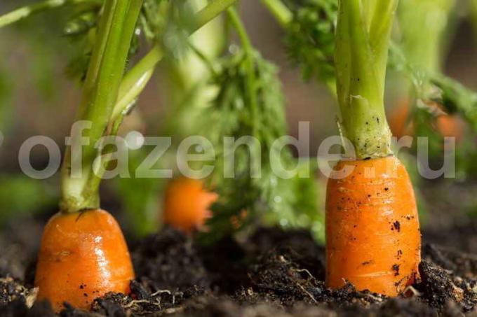 Pestovanie mrkvy. Ilustrácie pre článok je určený pre štandardné licencie © ofazende.ru