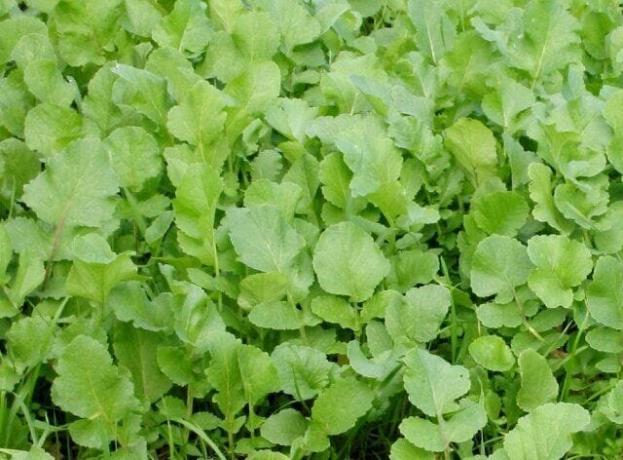 Olej reďkev - jeden z zeleného hnojenia, ktorý bude chrániť záhradu od buriny