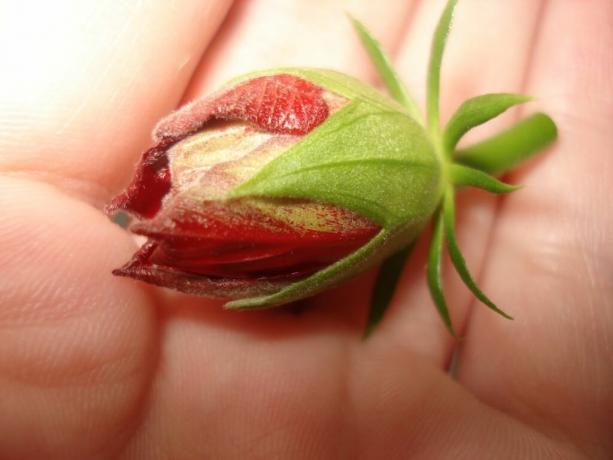 3 základné pravidlá, ktoré treba dodržať, aby vaše Ibištek (Čína ruža) kvitli od skorej jari do neskorej jesene