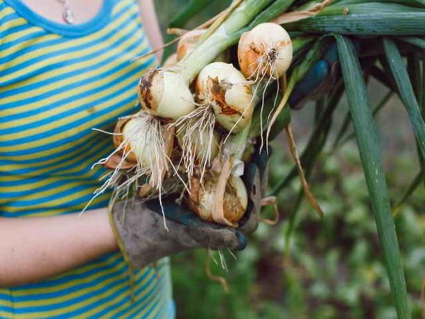 Cibuľa a cesnak: Všetko, čo potrebujete vedieť, aby sa záhradkári