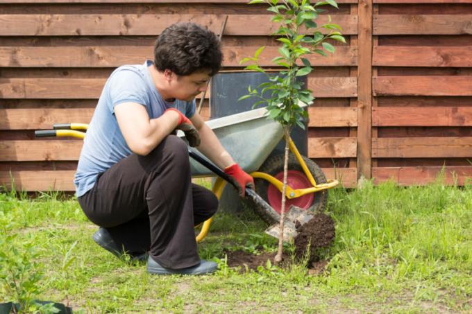 Hnojenie je súčasťou starostlivosti o stromy, ktoré im umožnia náležite vyvíjať, dať bohatú úrodu a pripraviť sa na zimné chlad. Ilustrácie pre článok je určený pre štandardné licencie © ofazende.ru