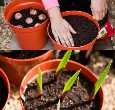 Seed spôsob množenia gladiol zahŕňa určité problémy, takže záhradníci nováčikovia uchýliť sa k nej sa neodporúča. Vysoko akostné znaky nemôžu byť vždy odovzdaná presne prostredníctvom semien. Reprodukcia moderných hybridov gladiol neuspeje. Metóda Seed cvičil medzi chovateľmi k vývoju nových odrôd. Ak chcete pestovať mečík zo semien, je nutné na získanie množiteľského materiálu vysokej kvality. Je pravidlom, že semená prezentované v špecializovaných predajniach, sú starostlivo vyberané a plne v súlade s odrodou.