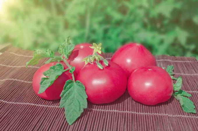 Klasické ružové paradajky. Ilustrácie pre článok je určený pre štandardné licencie © ofazende.ru