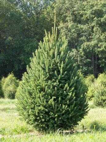 Kanadský smrek (Picea glauca)