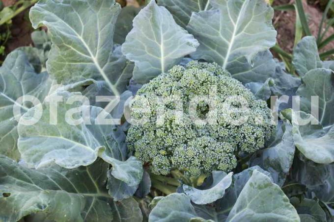 Rastúce brokolicu. Ilustrácie pre článok je určený pre štandardné licencie © ofazende.ru
