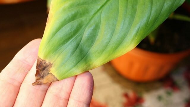 Tropical pekný Spathiphyllum reaguje na suchu a teple jeden z prvých