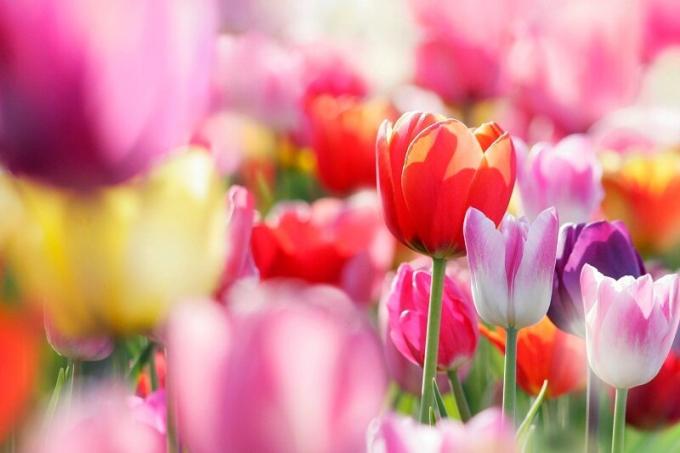 Kvitnúce tulipány. Ilustrácie pre článok je určený pre štandardné licencie © ofazende.ru